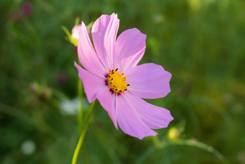 Free picture: flower, flora, garden, summer, nature, plant, pink, petal