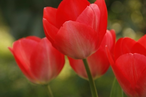 Petal, list, Tulipán, zahrada, flora, léto, příroda, červený květ