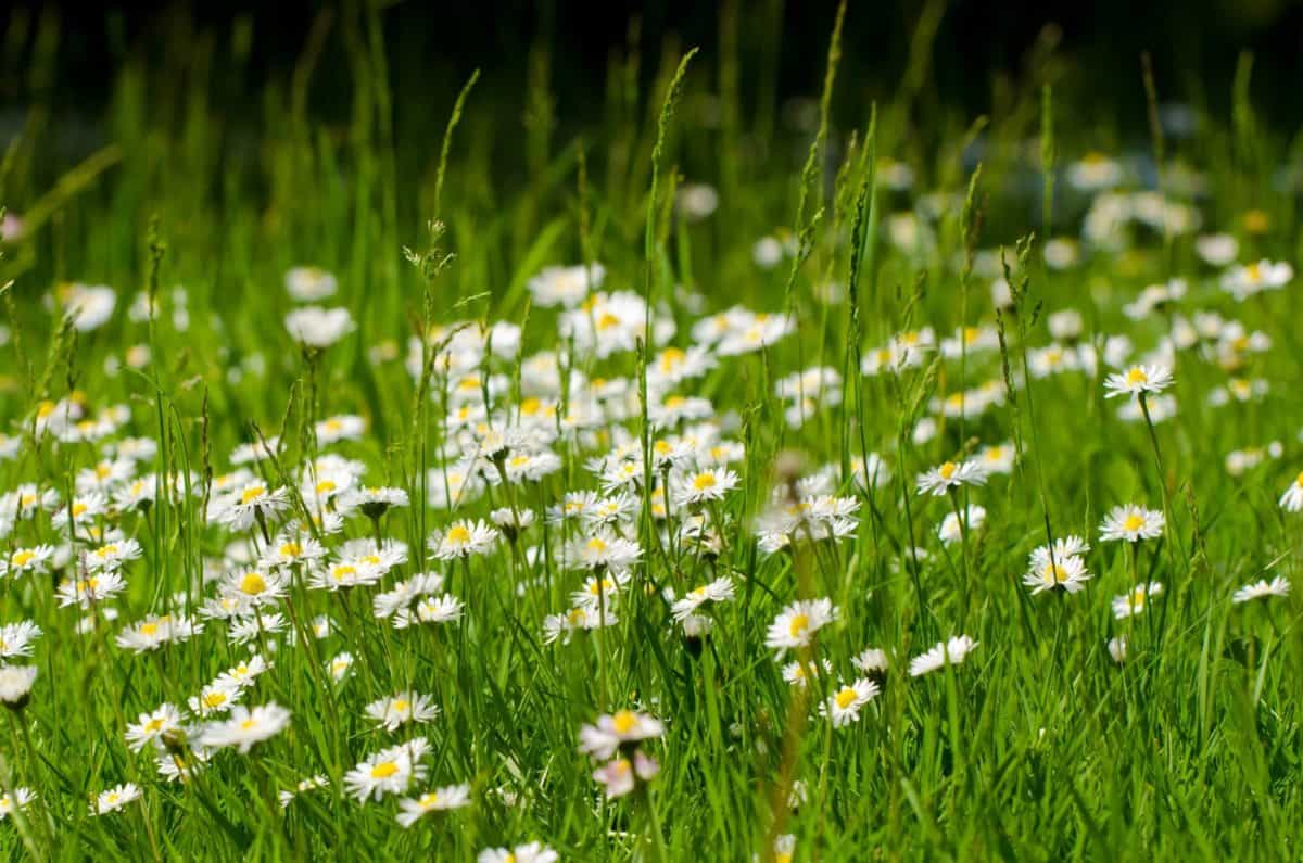หญ้า ฟลอรา ดอกไม้ เดซี่ ฤดูร้อน ธรรมชาติ สนามหญ้า ฟิลด์ สมุนไพร พืช
