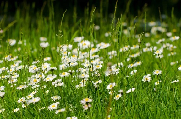 grass, flora, flower, daisy, summer, nature, lawn, field, herb, plant