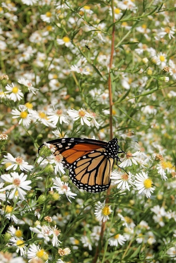 пеперуда, природа, лятото, цветя, насекоми, растения, Градина, колоритен, лятно