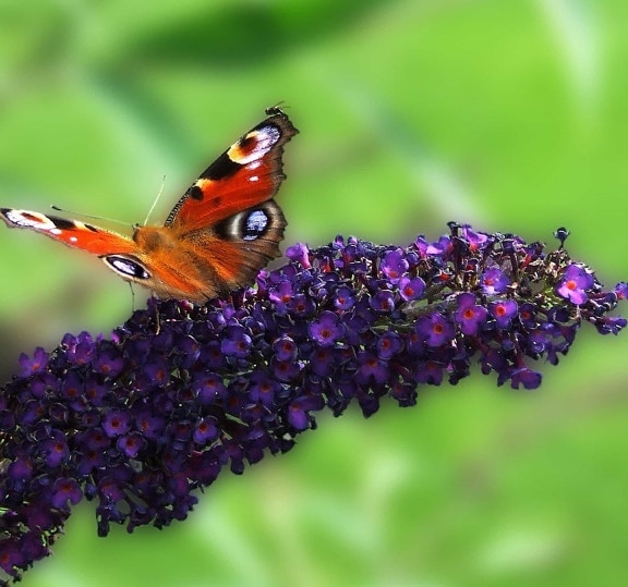 夏、昆虫、野生動物、花、自然、庭園、蝶、屋外