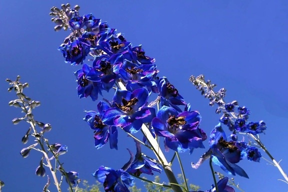sininen taivas, flora, luonto, kesä, lehti, kukka, Puutarha, kasvi