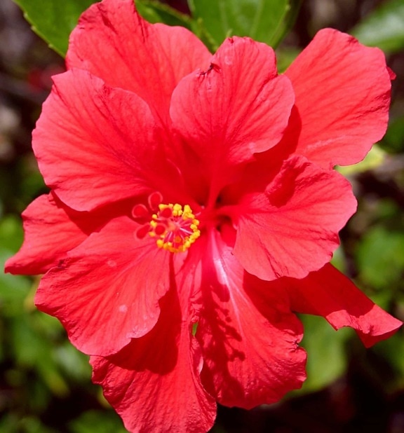 กลีบ ฤดูร้อน ใบ สวน ชบา มาโคร เกสร ธรรมชาติ ฟลอรา ดอกไม้สีแดง