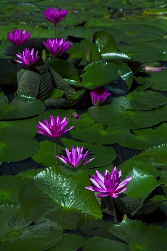 Näckros & lotus