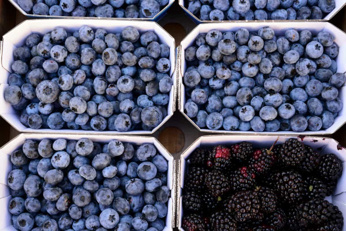 Berry, blåbär, björnbär, mat, frukt, kost, blåbär