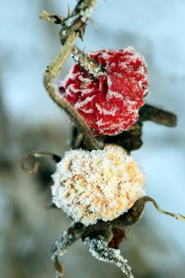 Imagine Gratuită Flori Natura Iarna Frig Gheaţă Rose Ingheţ