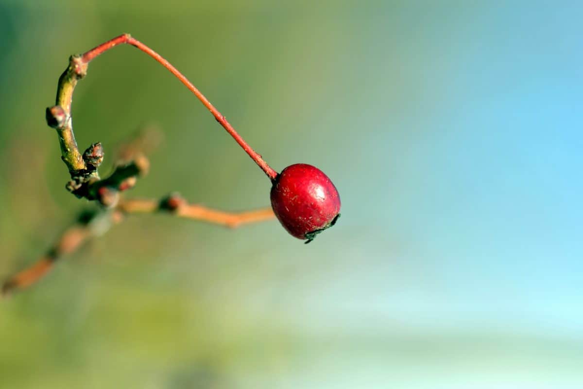 nature, fruit, berry, sweet, plant, branch