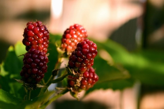 természet, gyümölcs, levél, bogyó, blackberry, édes, desszert