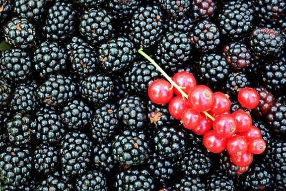 berry, food, fruit, sweet, blackberry, currant, dessert, plant