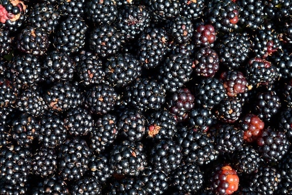 mat, blackberry, bär, frukt, makro, detalj