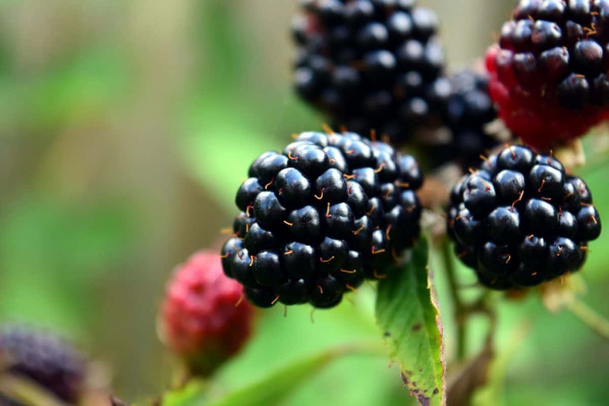 fruto baga, comida, natureza, folha, blackberry, doce, dieta