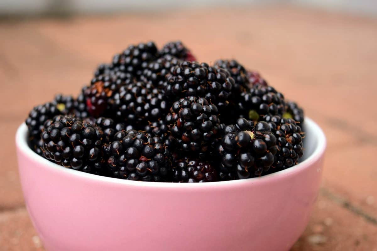 trái cây, thực phẩm, berry, blackberry, chế độ ăn uống, bát, ngọt ngào