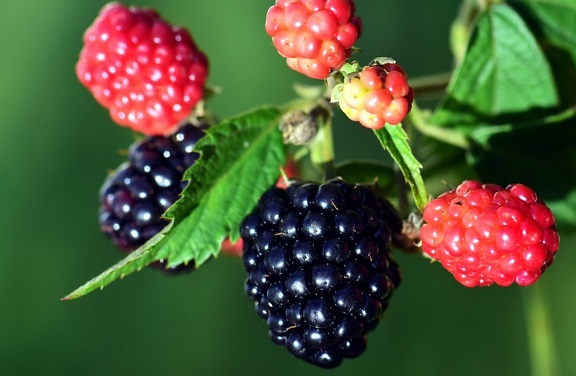 nourriture, fruits, feuilles, macro, nature, berry, blackberry, sweet