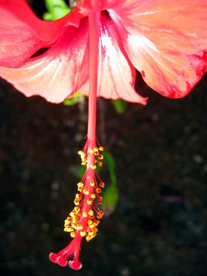 hibiscus, macro, pistil, detail, leaf, flower, summer, nature, plant