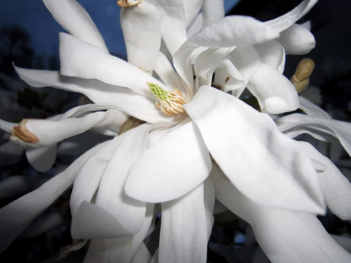 biely kvet, krásna, rastlina, peľu, lupienok