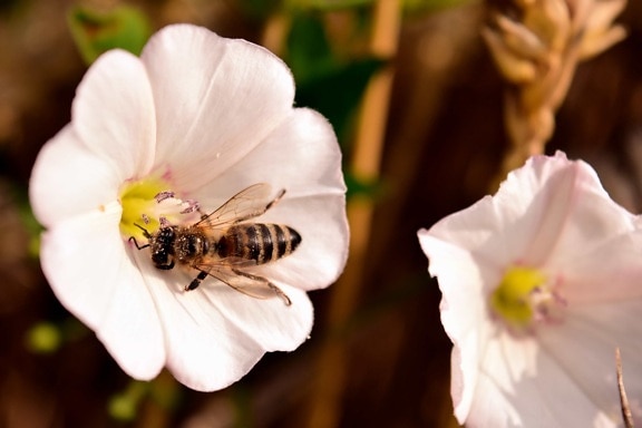 pyl, makro, příroda, květ, včela, zahrada, letní, flora, hmyz
