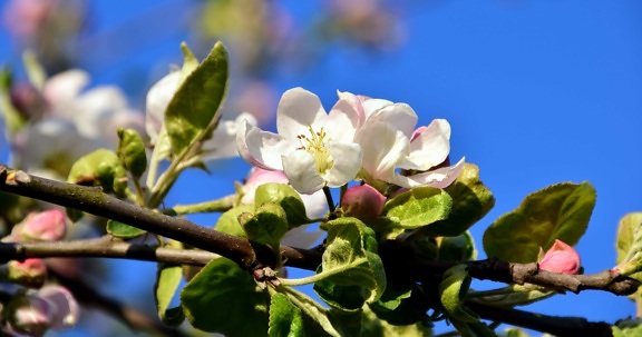 cvijet, flora, list, jabuka, stabla, priroda, vrt, grana, plavo nebo