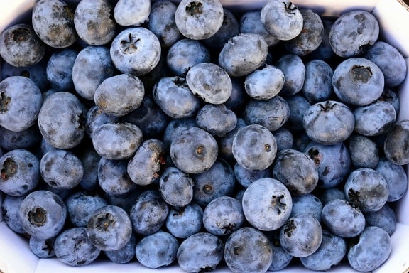 voedsel, blueberry, bessen, vruchten, voeding, zoete, organische