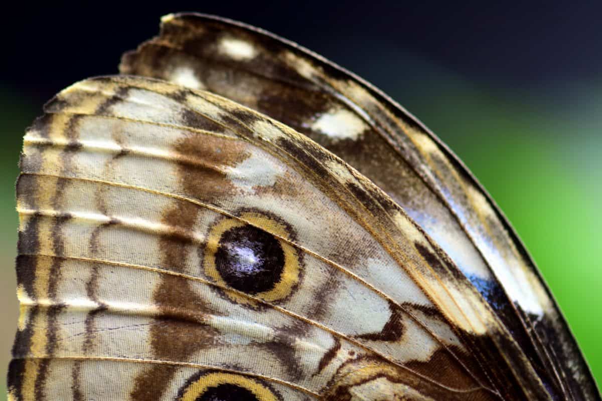 borboleta, asas, macro, detalhes, colorida, inseto, asa, natureza