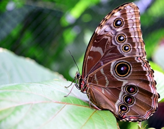 leto, hmyz, príroda, krásne, krídlo, makro, zviera, motýľ, voľne žijúcich živočíchov