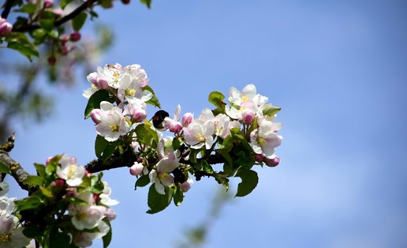 ramo, fiore, giardino, flora, natura, albero ciliegio, cielo blu