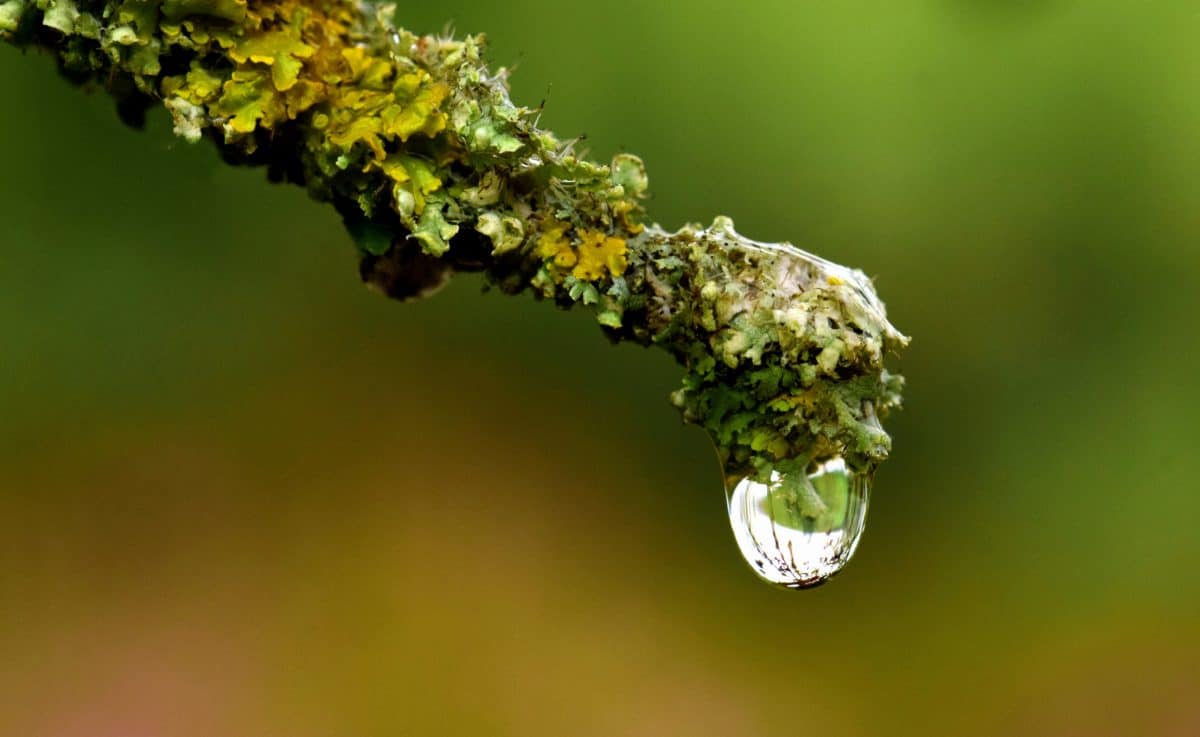 kap vode, tekućina, prirode, list, kiša, biljka