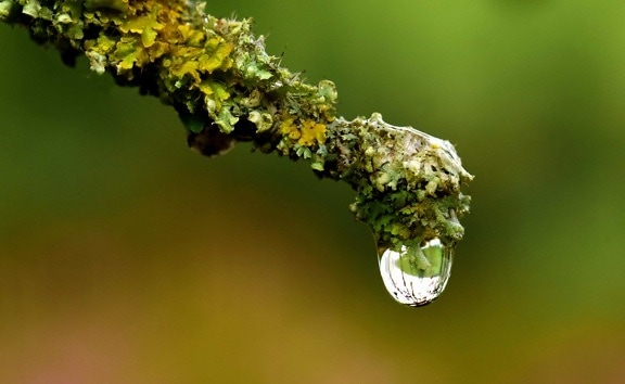 drop, air, cairan, alam, daun, hujan, tanaman