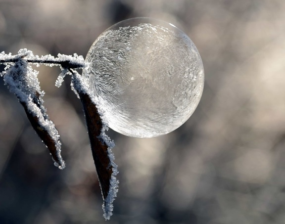 Природа, зима, лед, мяч, отражение, лист, снежинка, сфера