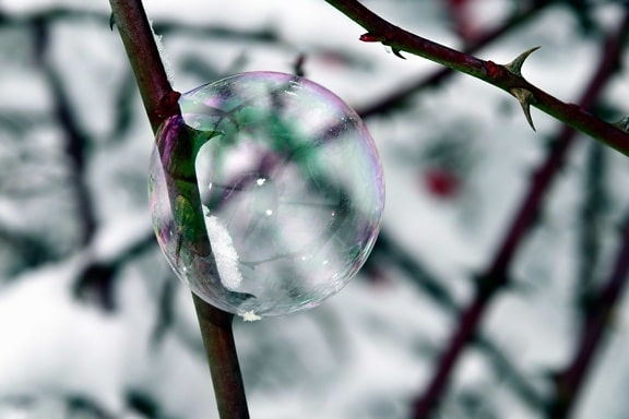 ramo, rosa, gelo, neve, sfera, riflessione
