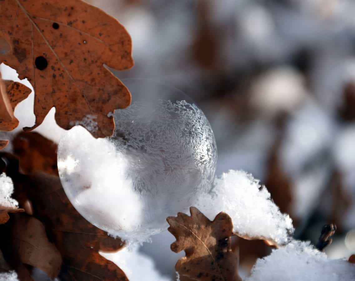 fiocco di neve, ramo, sfera, foglia, riflessione, freddo