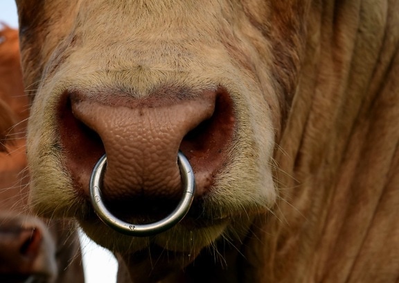 animal, Toro, vaca, macro, boca, metal, anillo de la nariz