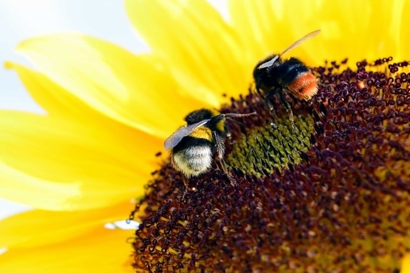 Bee, natur, solsikke, pollinering, pollen, honeybee, insekt
