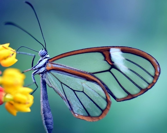 Tier-und Pflanzenwelt, Biologie, Natur, Wirbellosen, Makro, Schmetterling, Insekt, im freien