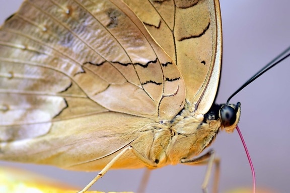 Природа, Бабочка, биологии, насекомых, животных, макро, крыло, Браун, членистоногих