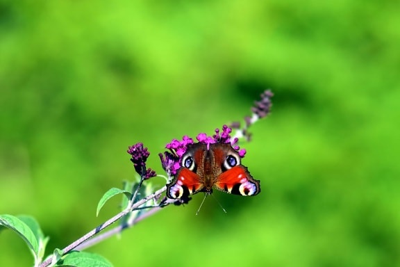zviera leto, kvet, motýľ, Záhrada, príroda, hmyzu, lístia