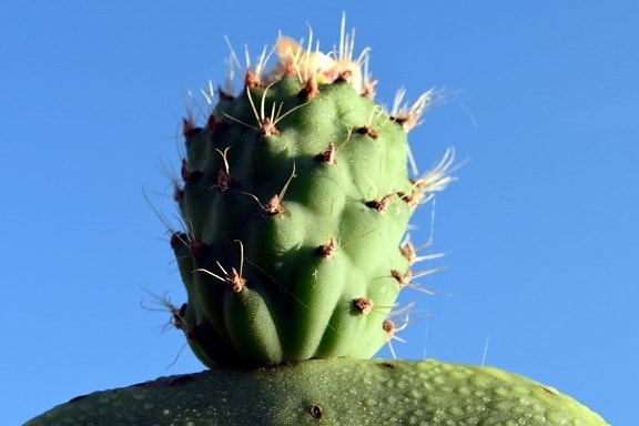 macro, flora, naturaleza, sharp, desierto, cactus, cielo azul, espina