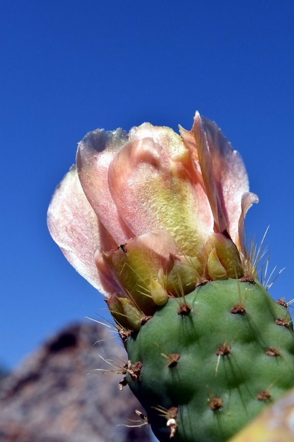 nature, flower, cactus, desert, plant, blue sky
