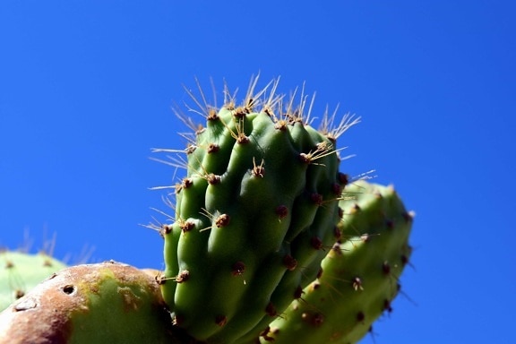 Spike, scherp, flora, natuur, cactus, woestijn