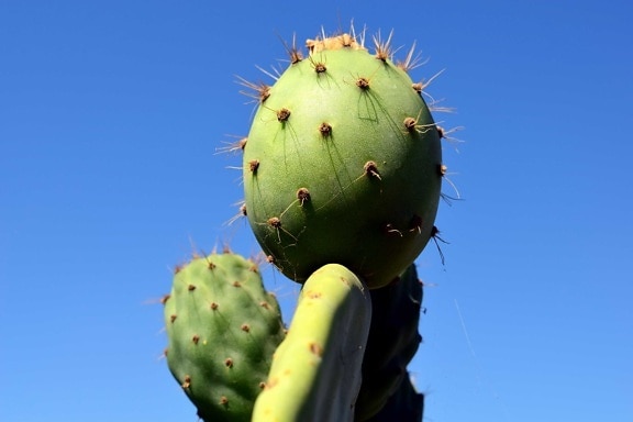 nature, sharp, cactus, desert, blue sky, plant