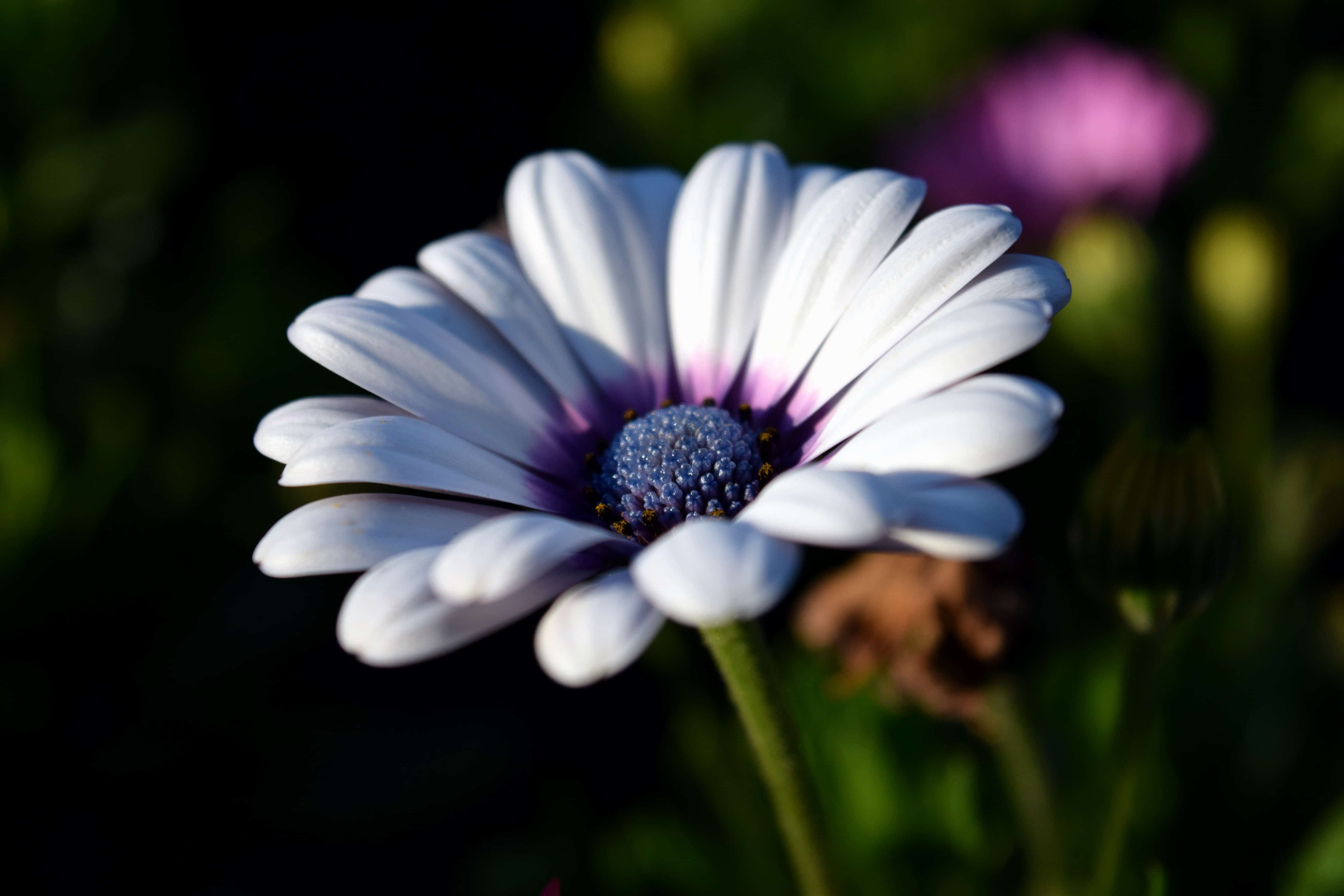 フリー写真画像 花 植物 マクロ 自然 夏庭日光詳細 屋外