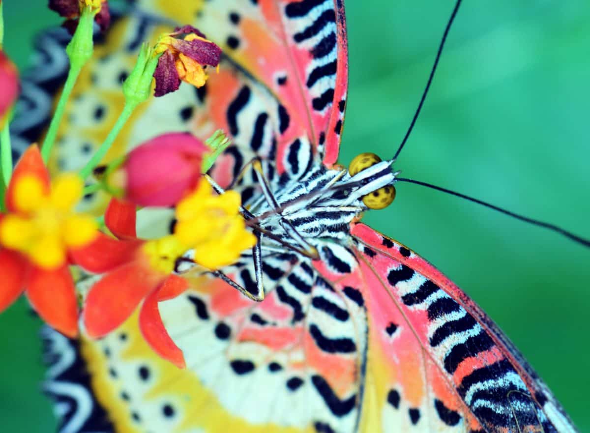 sommerfugl, insekt, natur, dyr, farverige, makro, farverige