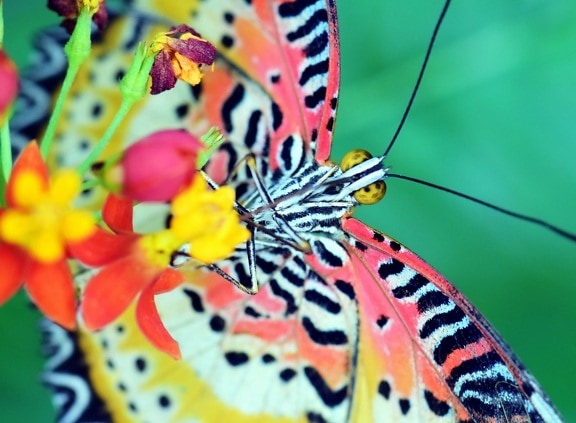 butterfly, insect, nature, animal, colorful, macro, colorful