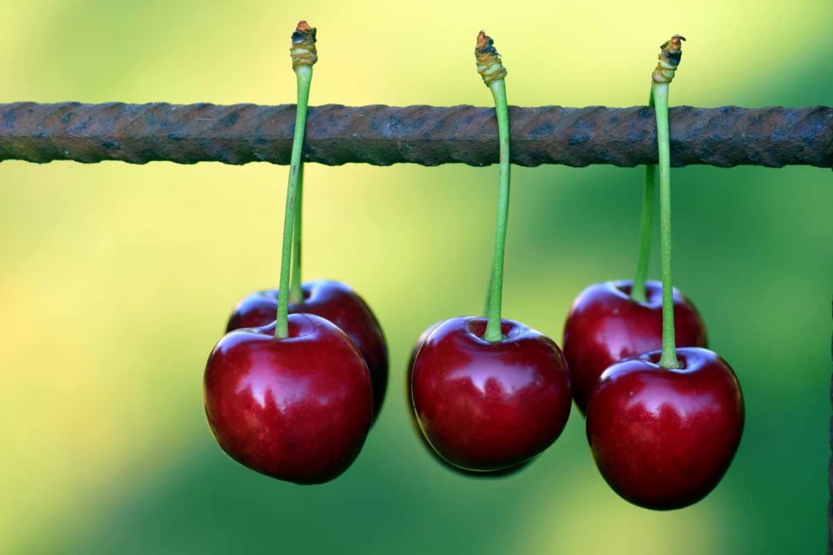 food, cherry, fruit, macro, wire, delicious, nutrition, berry, sweet