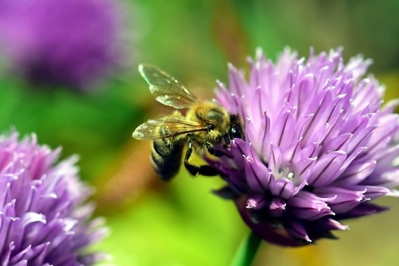 macro, animal, abeille, été, jardin, nature, flore, insectes, fleurs, pollen
