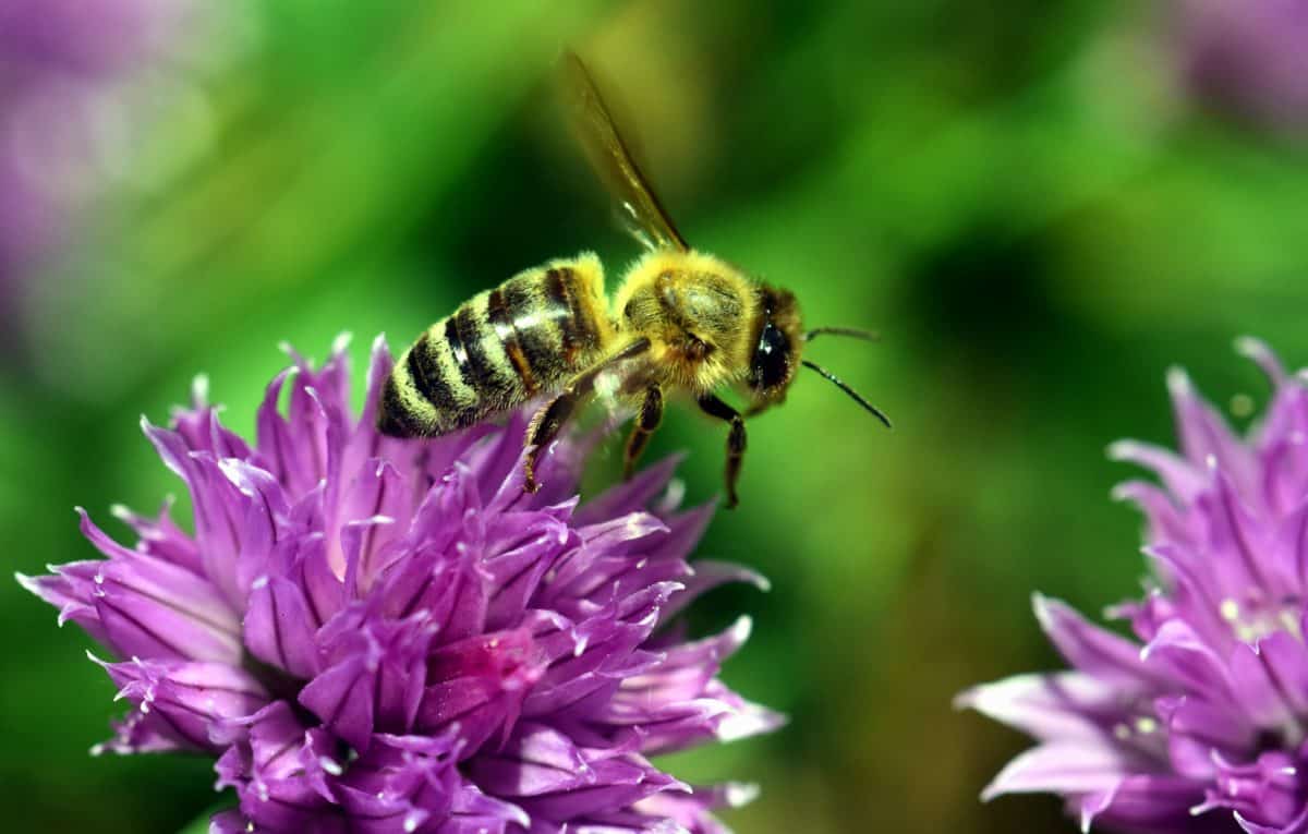 pollen, insekt, sommar, vilda, flora, blomma, bee, wing, makro, natur