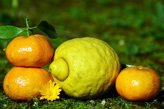 fruit, citrus, lemon, mandarin, leaf, food, green grass, outdoor
