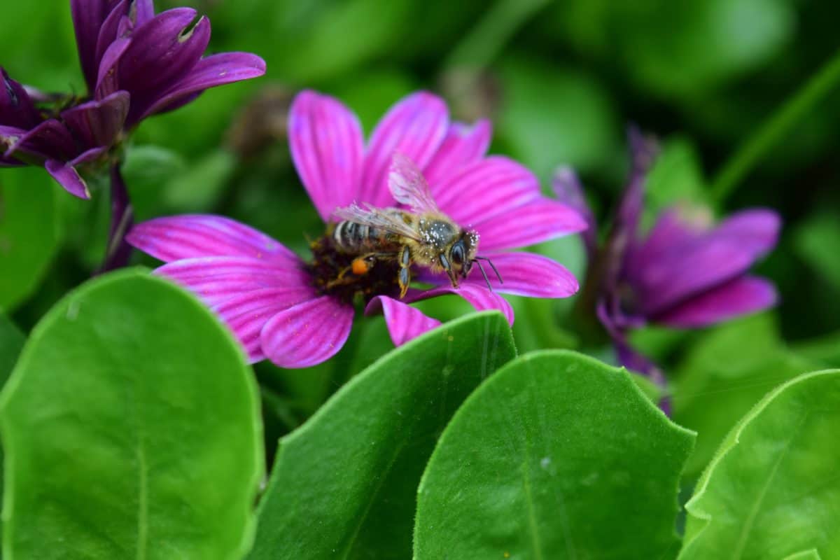 Bee, insekt, haven, flora, blomst, natur, makro, sommer, blad