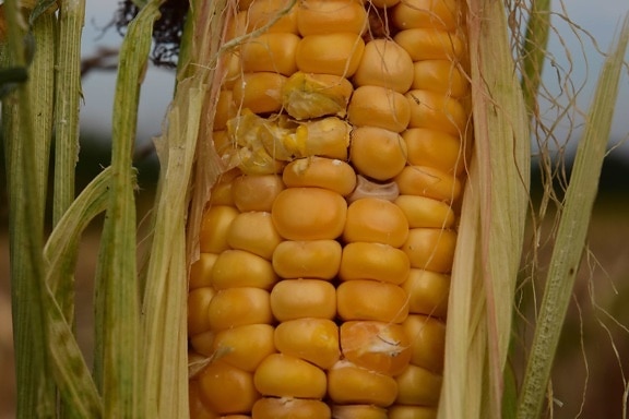 kukorica, élelmiszer, mezőgazdaság, kernel, vetőmag, makró, szerves