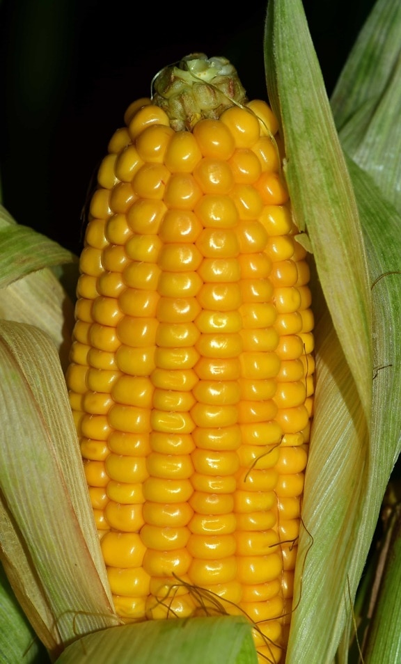Сельское хозяйство, питание, кукуруза, осень, зерно, макро